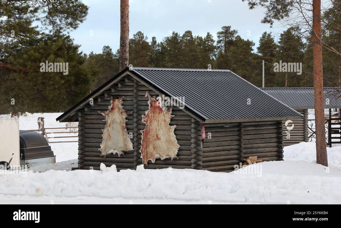Reindeer Farm, Inari, Lapland, Finland Stock Photo - Alamy