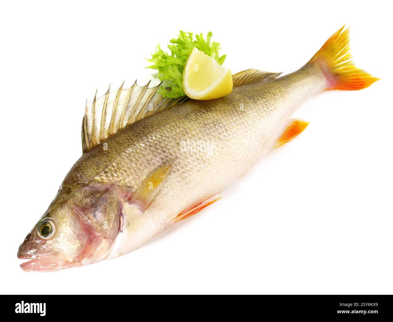 Fresh Fish - Perch on white Background Stock Photo