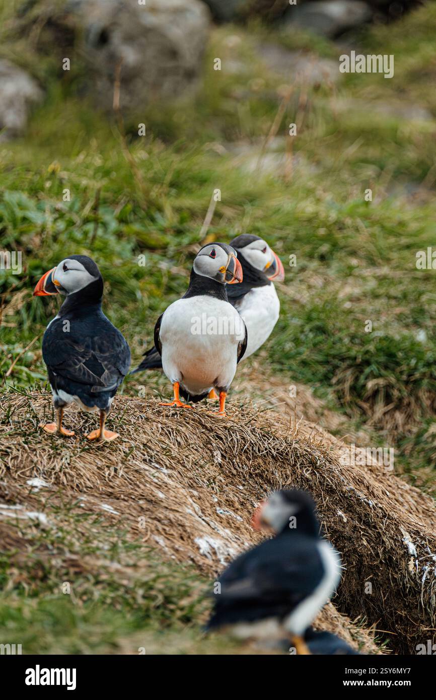 Group Of Atlantic Puffins On Grassy Cliffs At Dyrh laey South Iceland 