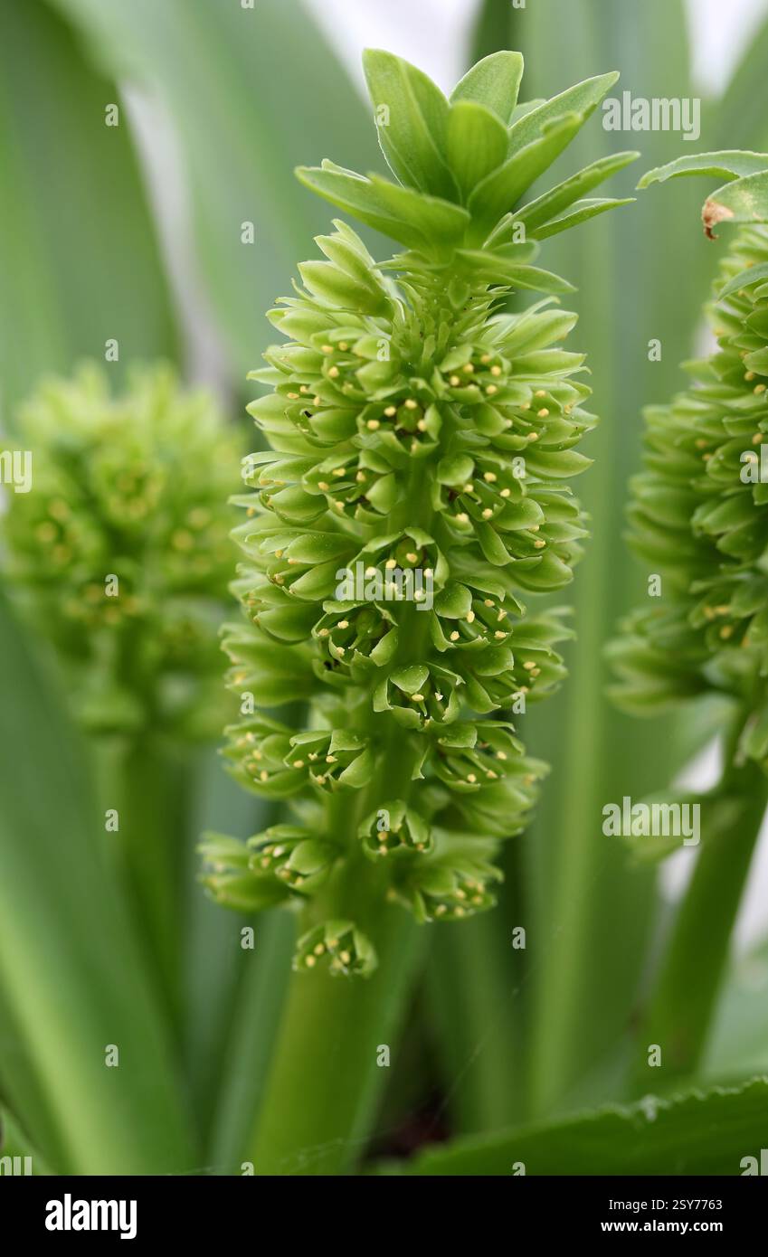 Autumn Pineapple Flower, or Autumn Pineapple Lily, Eucomis autumnalis, Asparagaceae. Malawi, Zimbabwe and southern Africa. Stock Photo