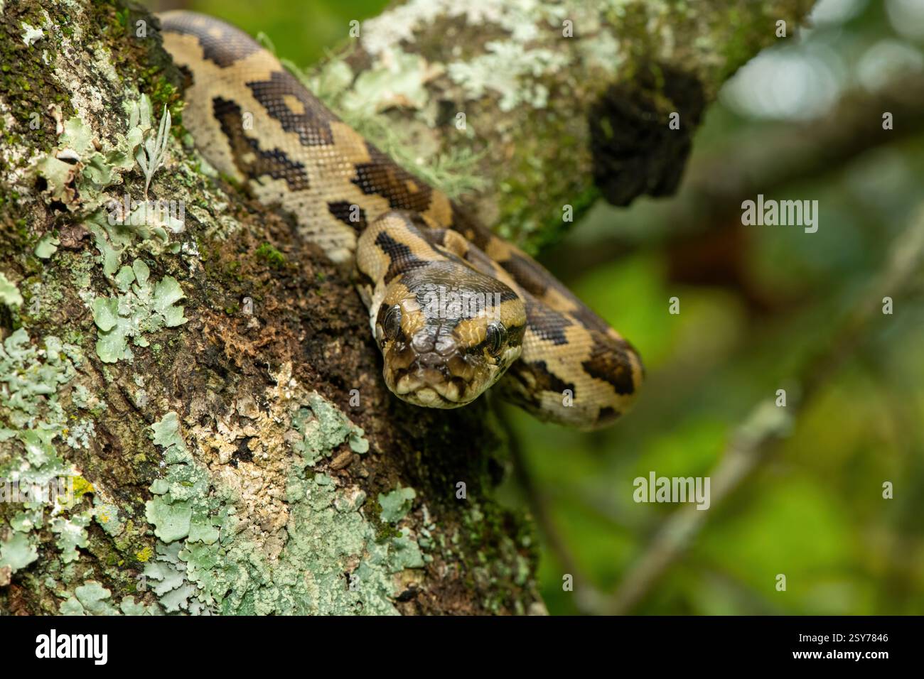 A gorgeous southern African python (Python natalensis) in a tree, in ...