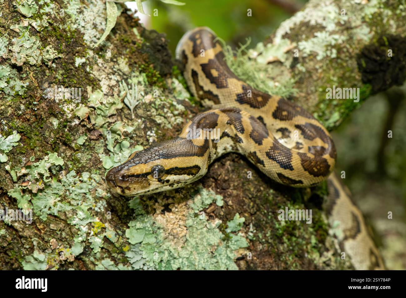 A gorgeous southern African python (Python natalensis) in a tree, in ...
