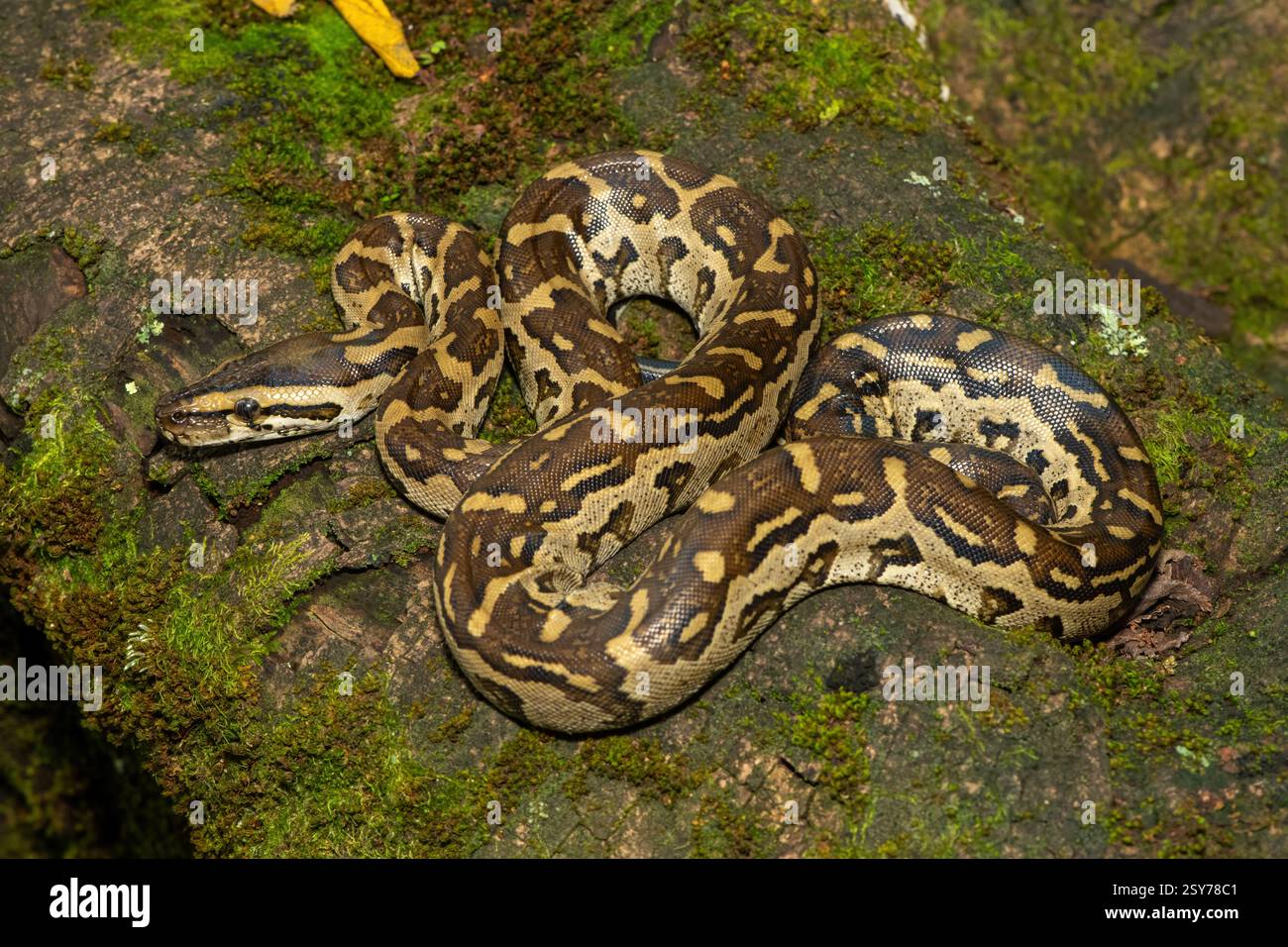 A gorgeous southern African python (Python natalensis) in a tree, in ...
