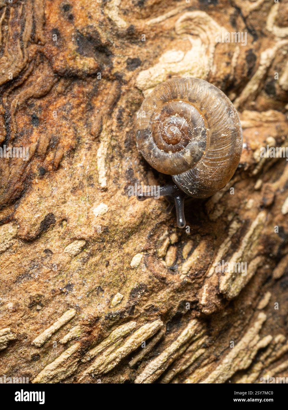 A tiny snail living on a log Stock Photo