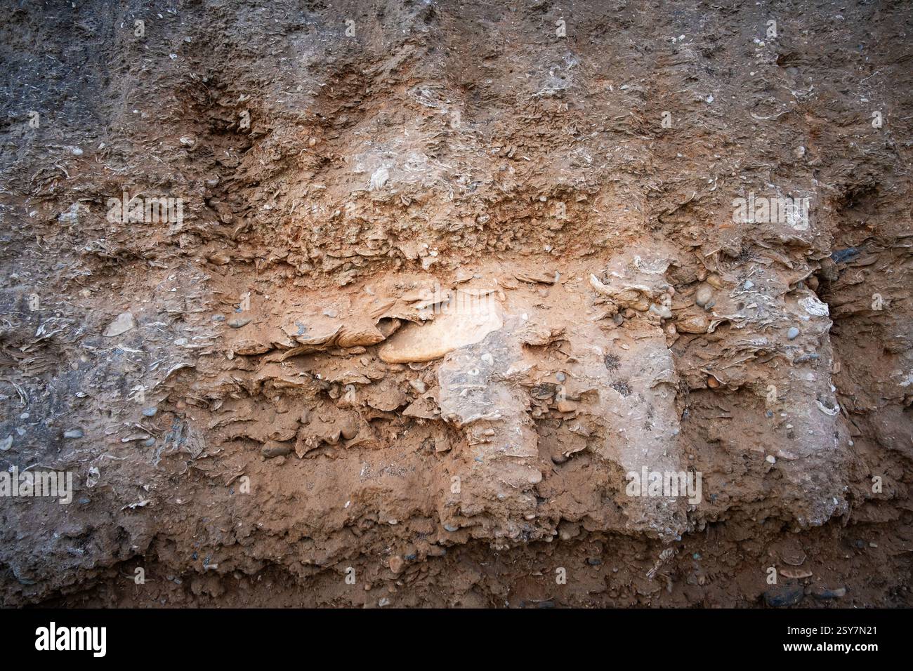 Animal Shell Limestone Animal shells hi-res stock photography and images - Alamy