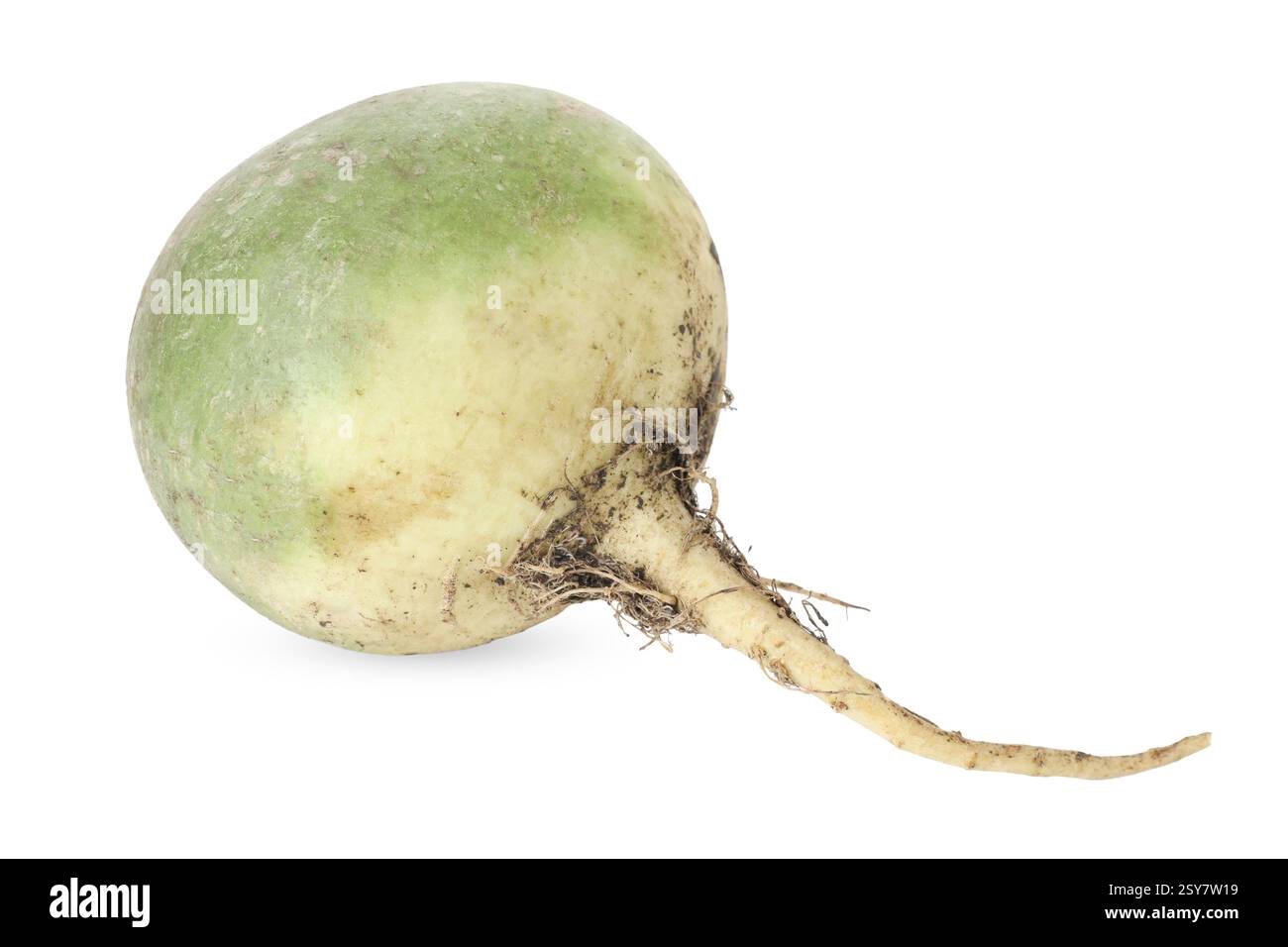 Whole fresh turnip isolated on white. Vegetable root Stock Photo