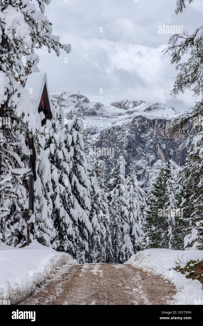 A tranquil winter scene captures a snowy trail flanked by evergreens ...