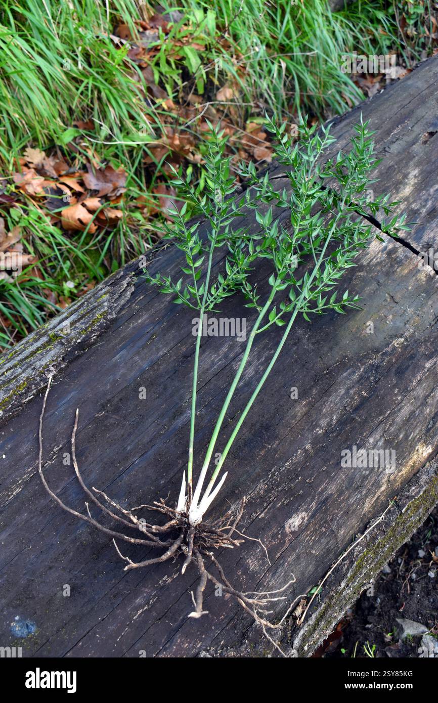 Ruscus Roots Specimen of butcher's broom (Ruscus aculeatus) showing its roots or ...