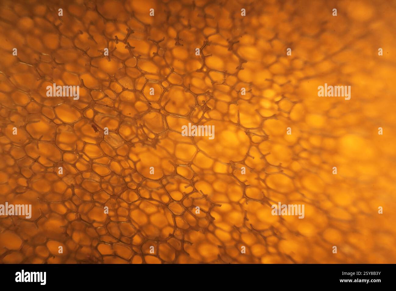 Domestic kitchen sponge under the microscope. Close up view. Stock Photo