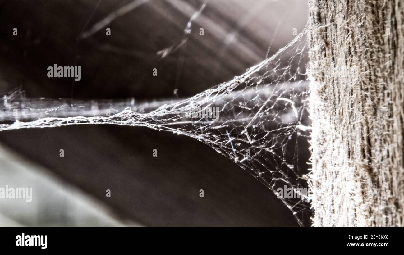 A macro shot of an intricate spiderweb in monochrome, highlighting delicate silk strands and dramatic light refractions. Stock Photo