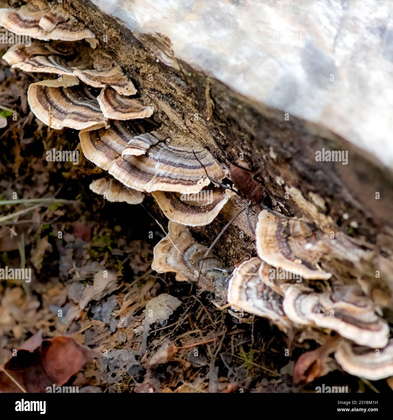 Close-up of wild turkey tail fungi (Trametes versicolor) growing on a fallen log in a forest environment Stock Photo