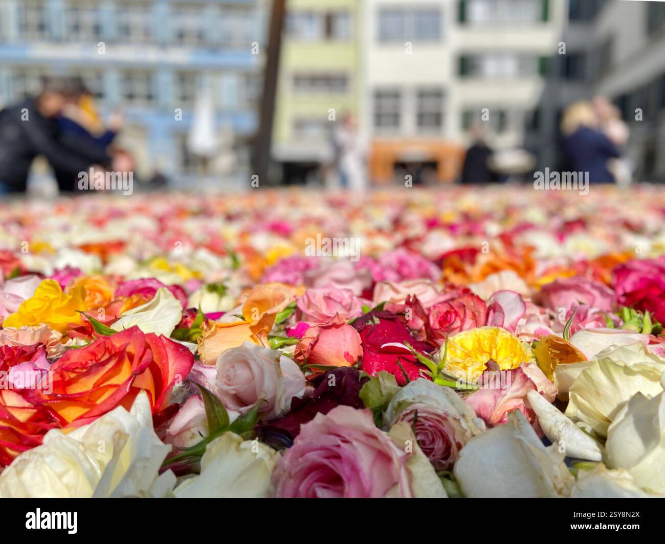A pool of flowers in Zurich city in springtime Stock Photo