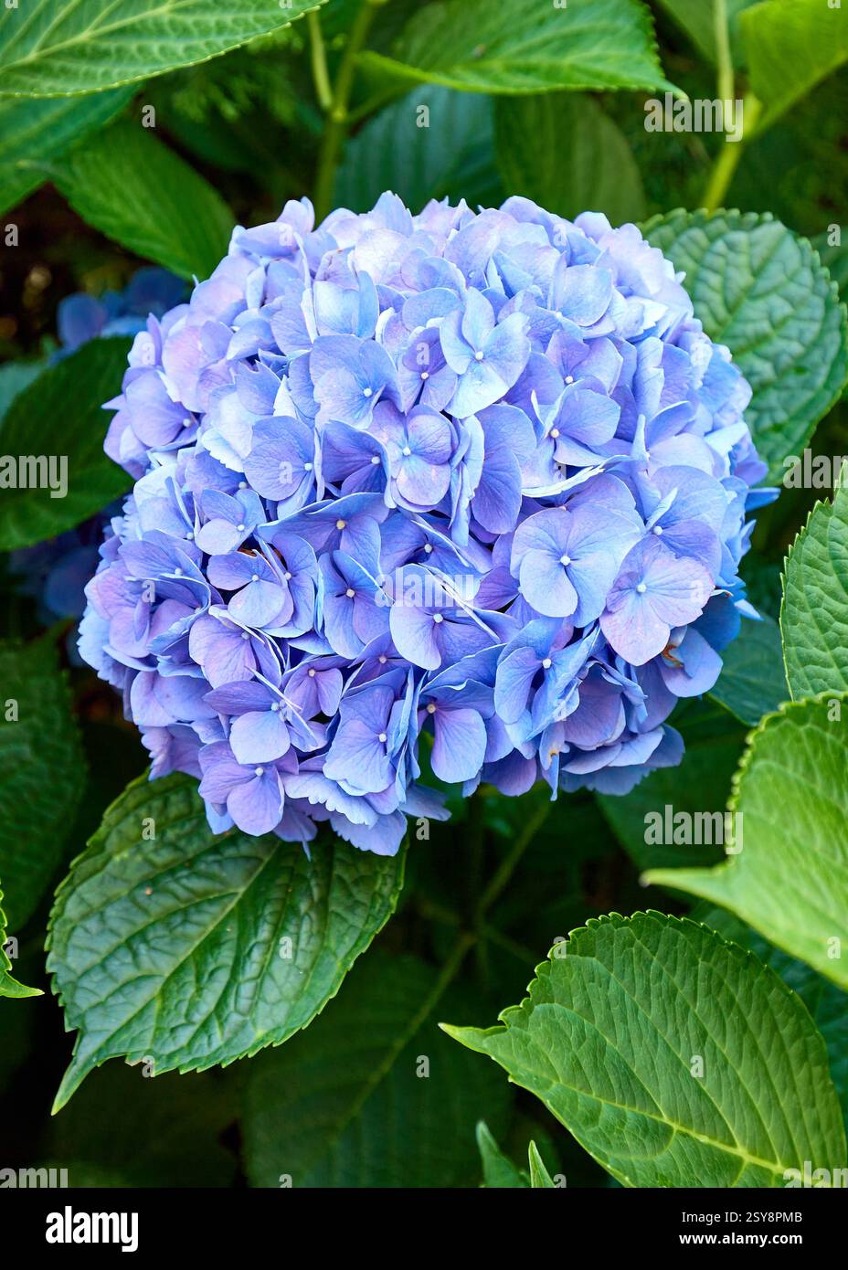 Hydrangea flowers in full bloom Stock Photo