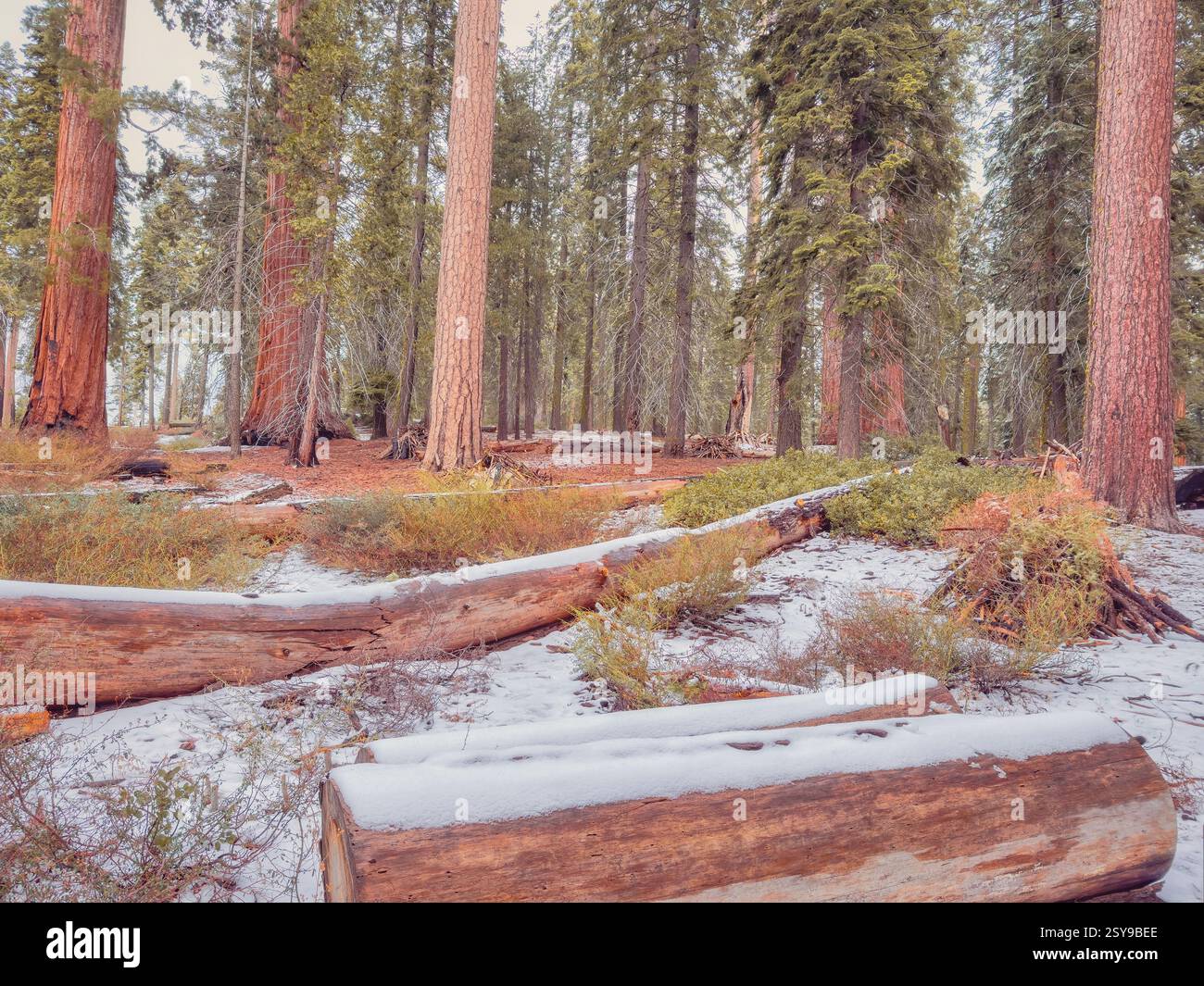 A serene forest scene with tall, sequoia trees standing tall ...