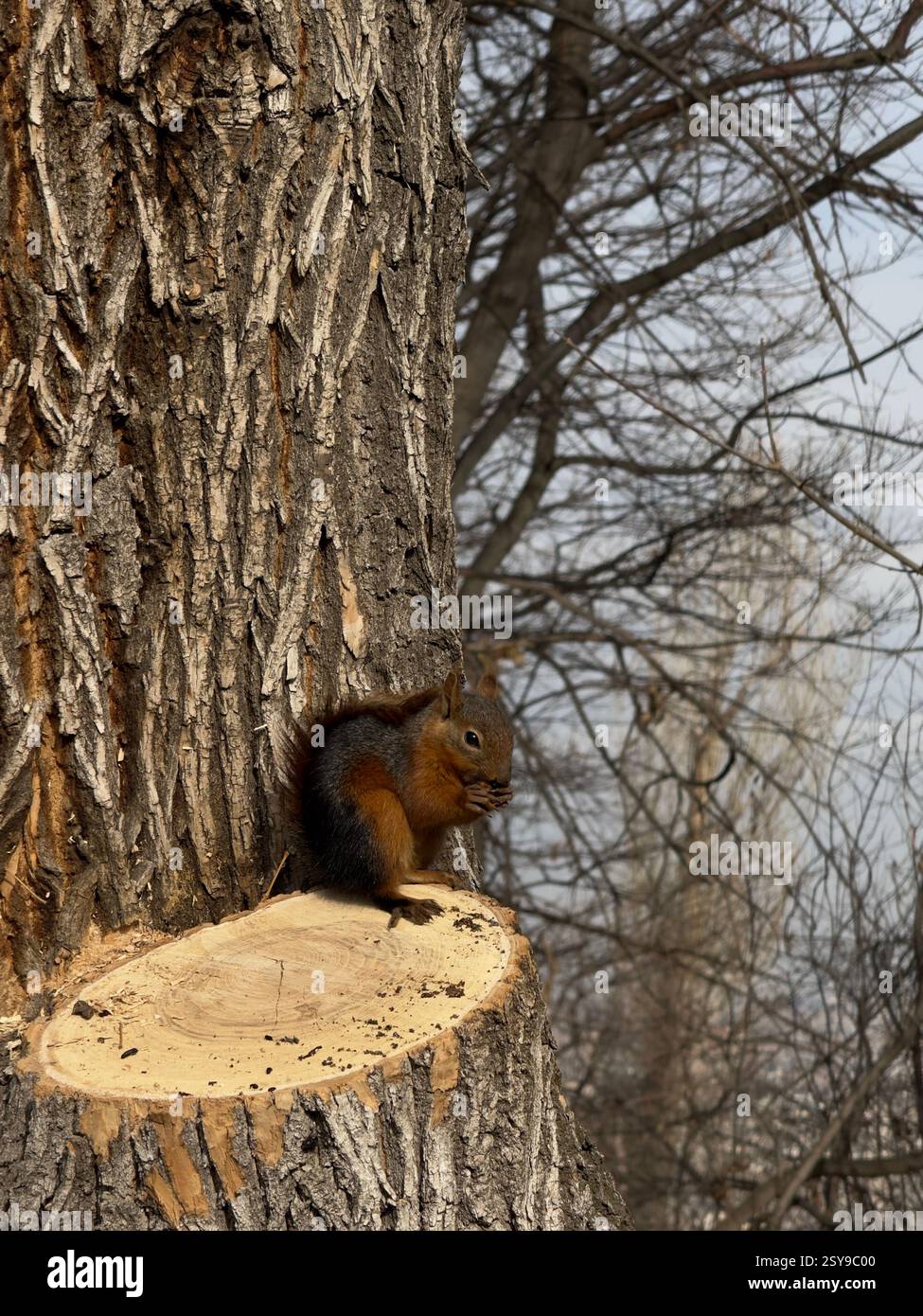 A squirrel on a tree eats nuts on a grey day. High quality photo Stock Photo