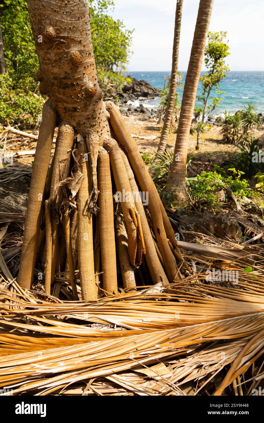 Roots palm trees hi-res stock photography and images - Alamy