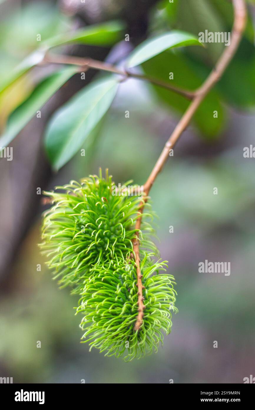 An unripe green rambutan fruit hanging from its branch in Mindanao ...