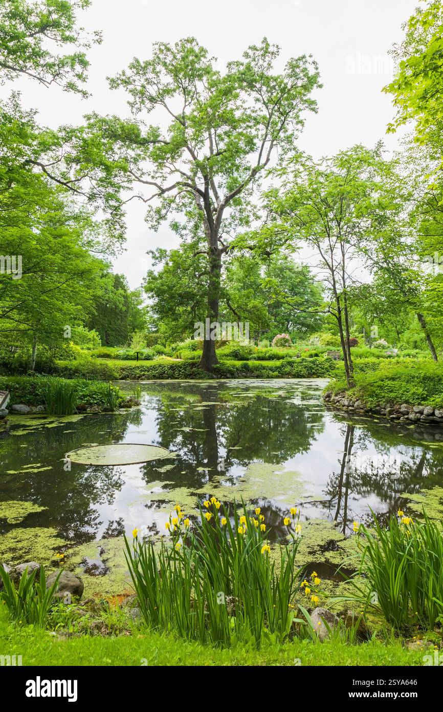 Yellow Iris pseudacorus 'Variegata' in Beaver pond with Chlorophyta - Green Algae and bordered by deciduous trees in late spring, Domaine Joly-De Lotb Stock Photo