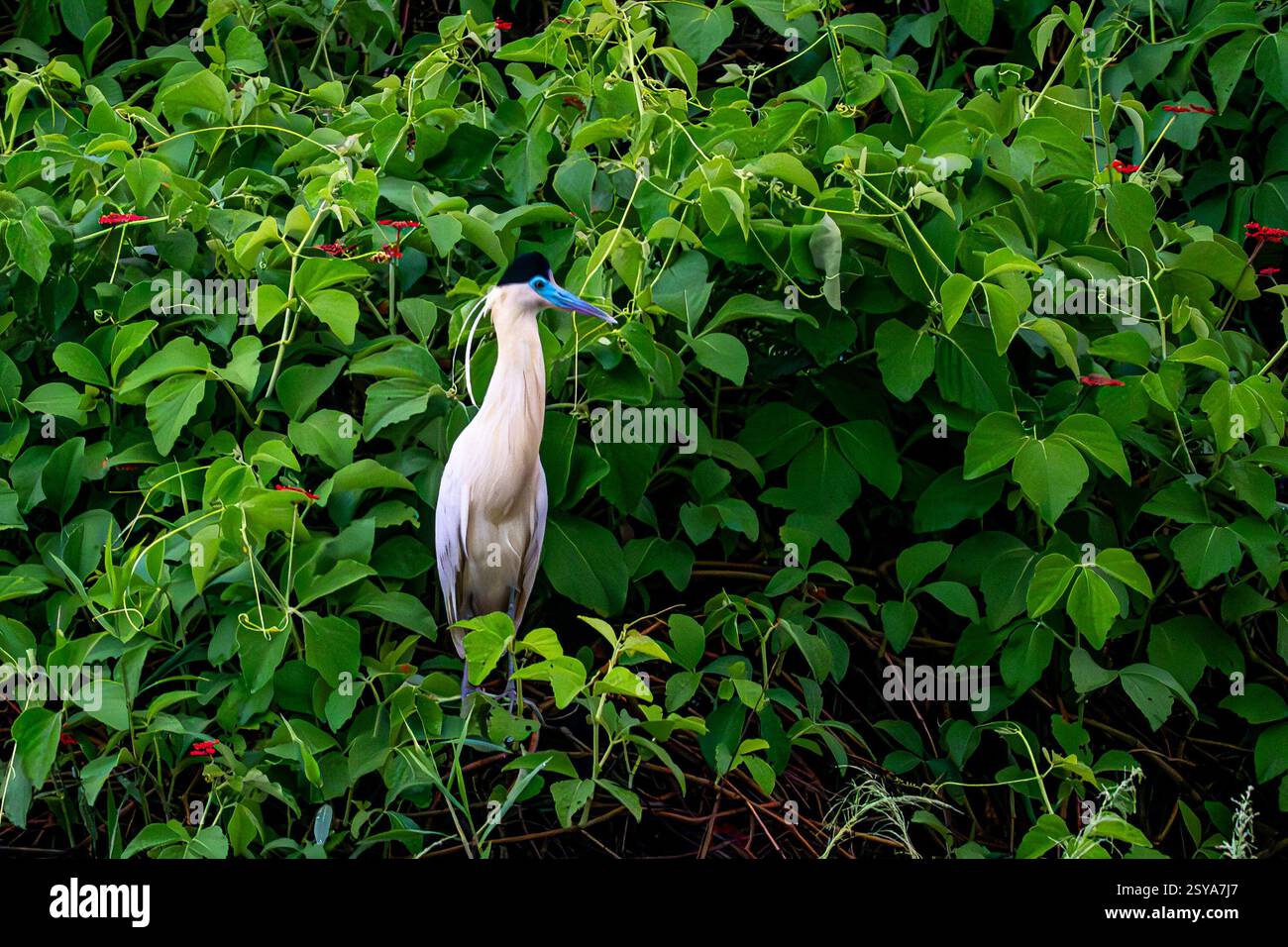 Capped Heron perched among green vines Stock Photo