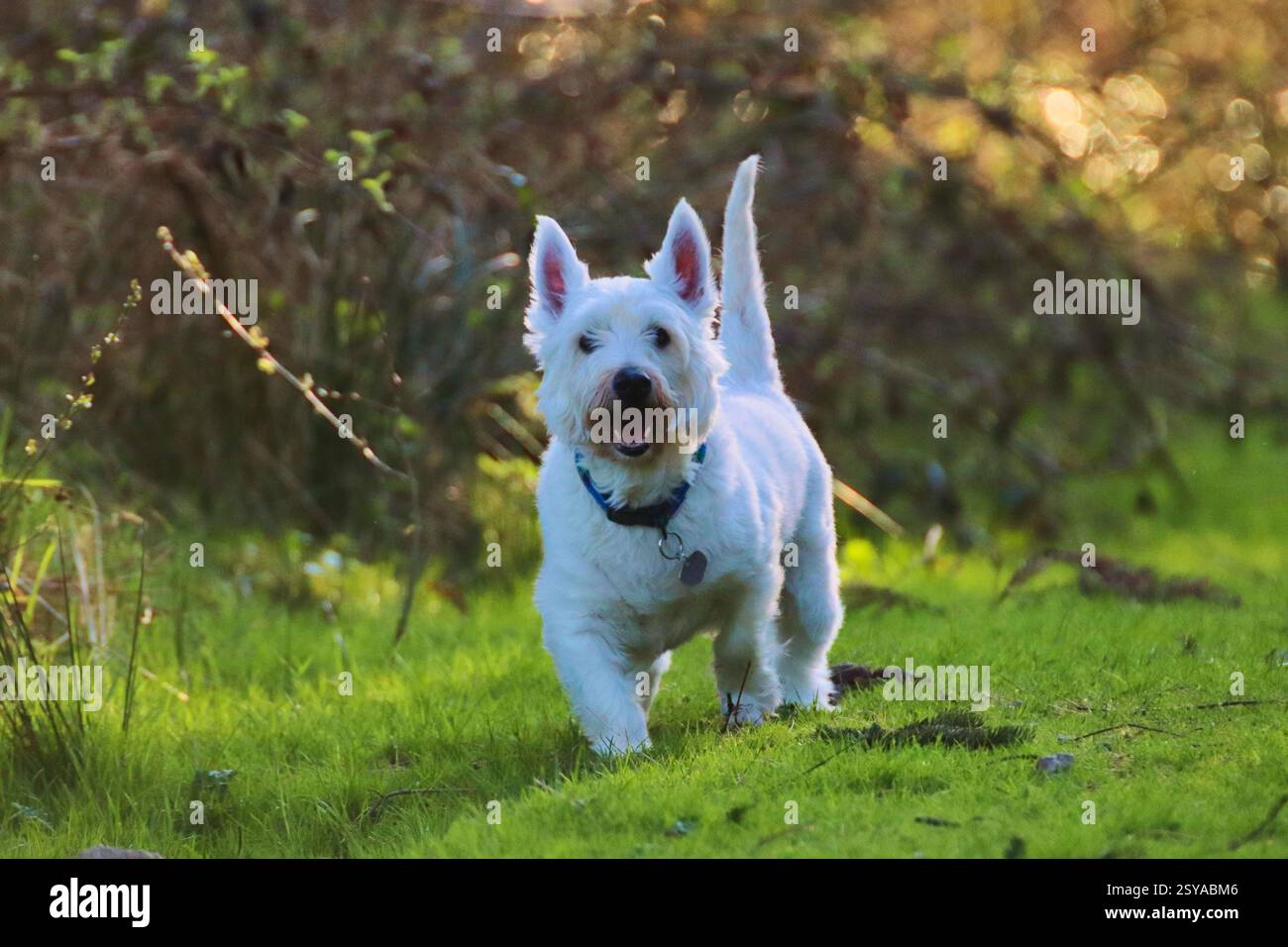 Prone mans face hi-res stock photography and images - Alamy