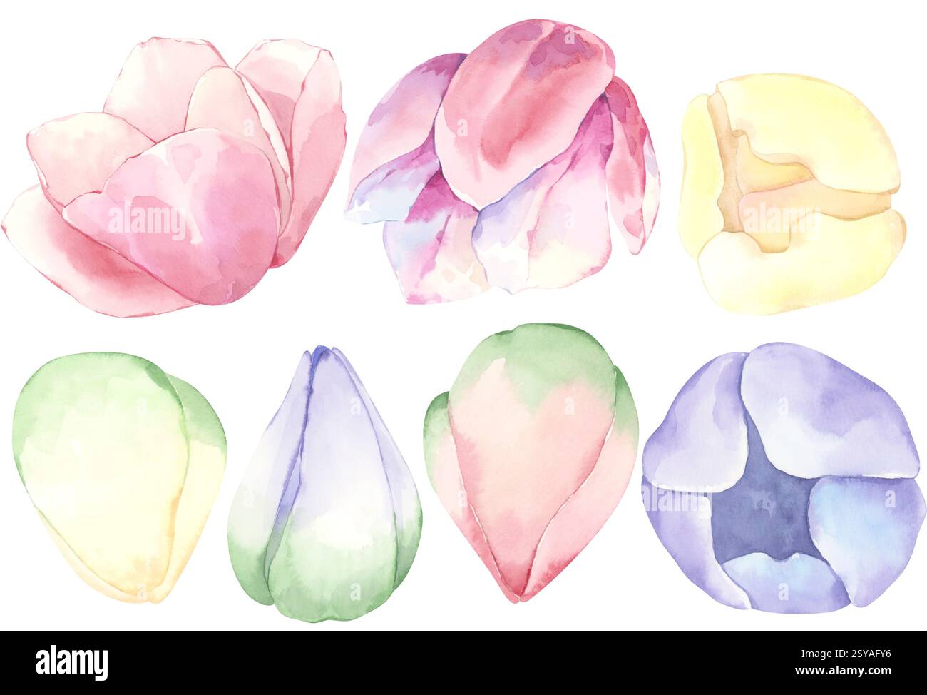 Pink flower buds botanical Cut Out Stock Images & Pictures - Alamy