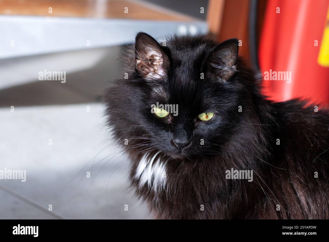 A sleek black cat with striking yellow eyes is intently looking ...