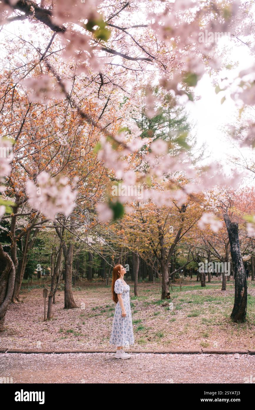 A serene scene captures a person standing under cherry blossom trees in ...