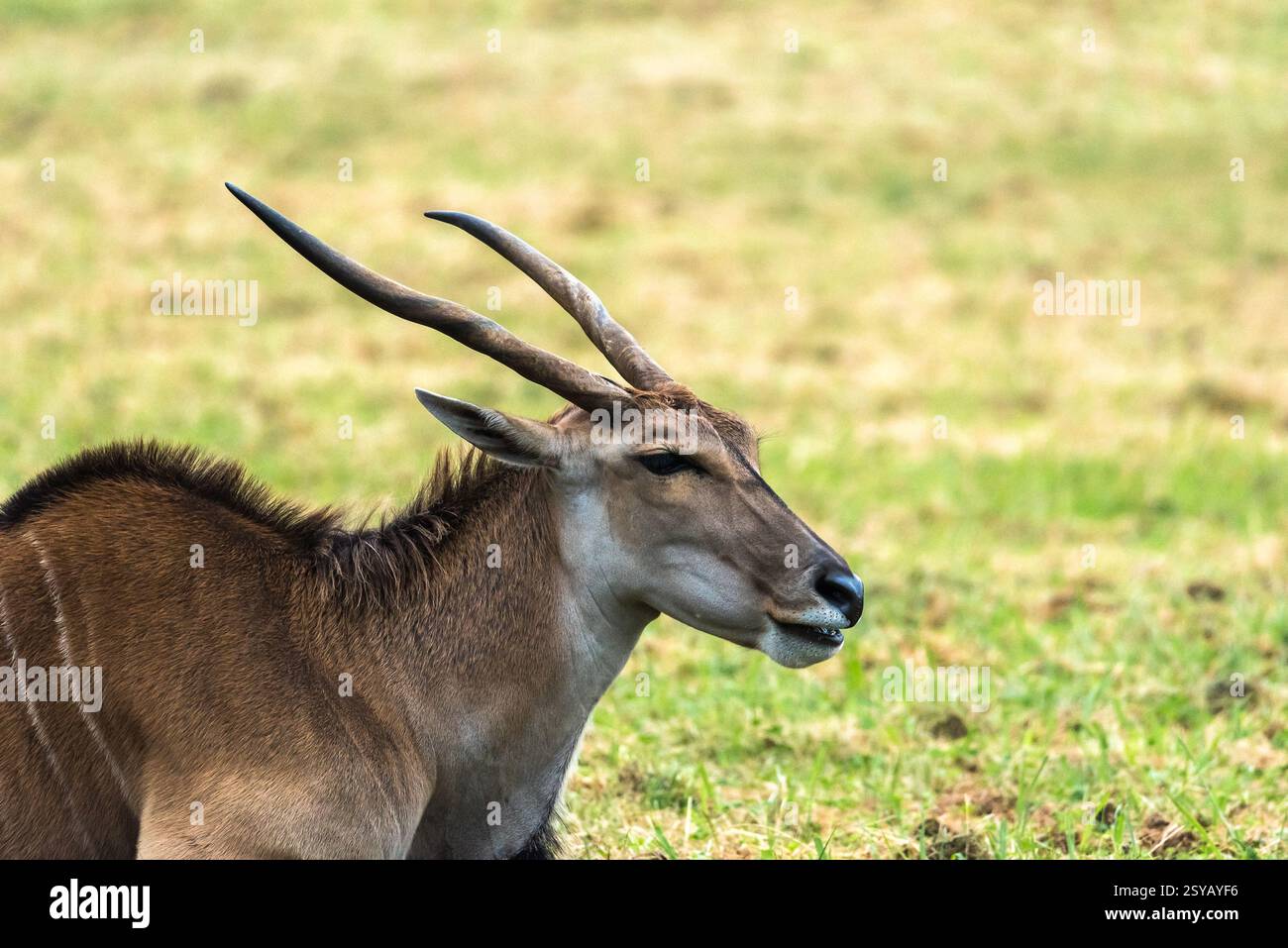 Curved horns showcases hi-res stock photography and images - Alamy