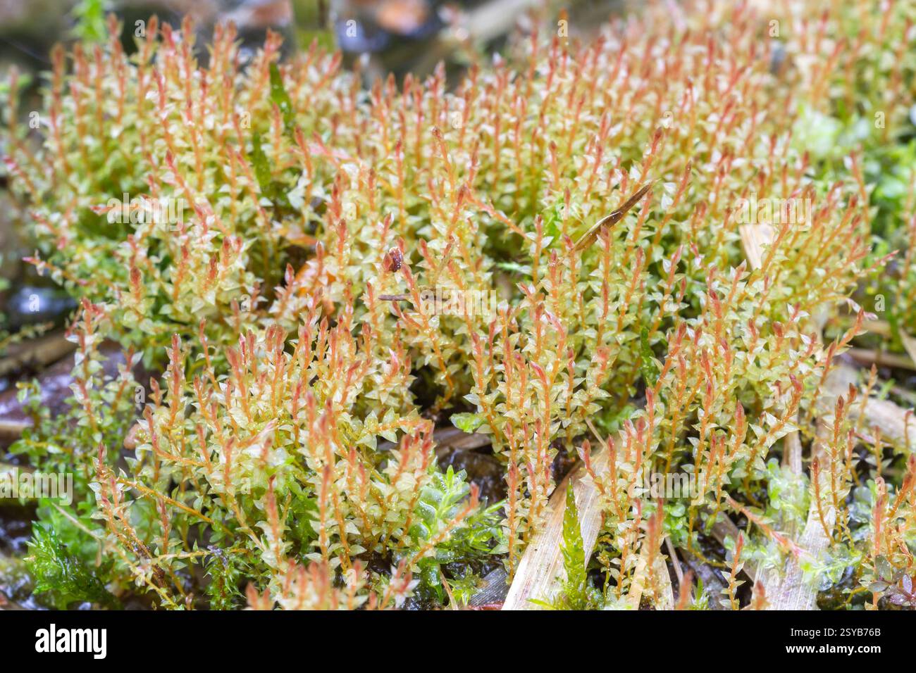 Ptychostomum weigelii (Bryum weigelii), the Duval’s Threadmoss, characteristically pink-tinged growth at the spring in southwestern Finland Stock Photo