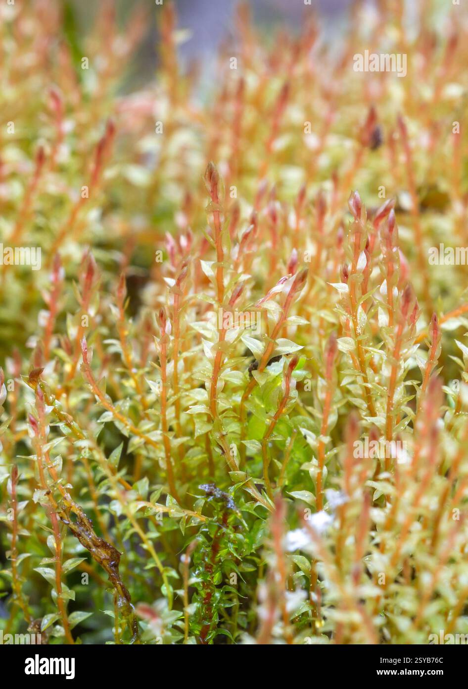 Ptychostomum weigelii (Bryum weigelii), the Duval’s Threadmoss, characteristically pink-tinged growth at the spring in southwestern Finland Stock Photo