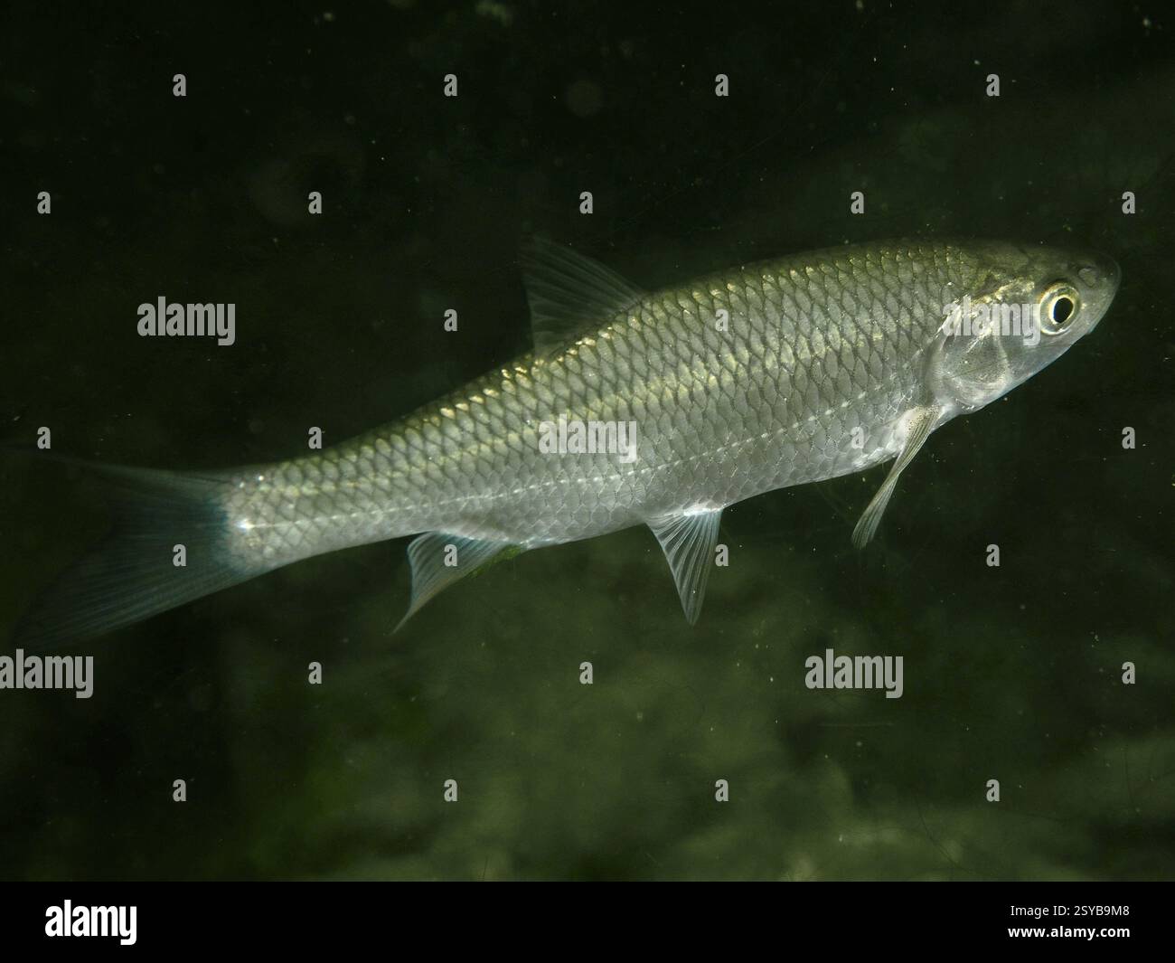 Scaly Fish Example A scaly fish, chub, alet (Leuciscus cephalus), swimming in dark water ...