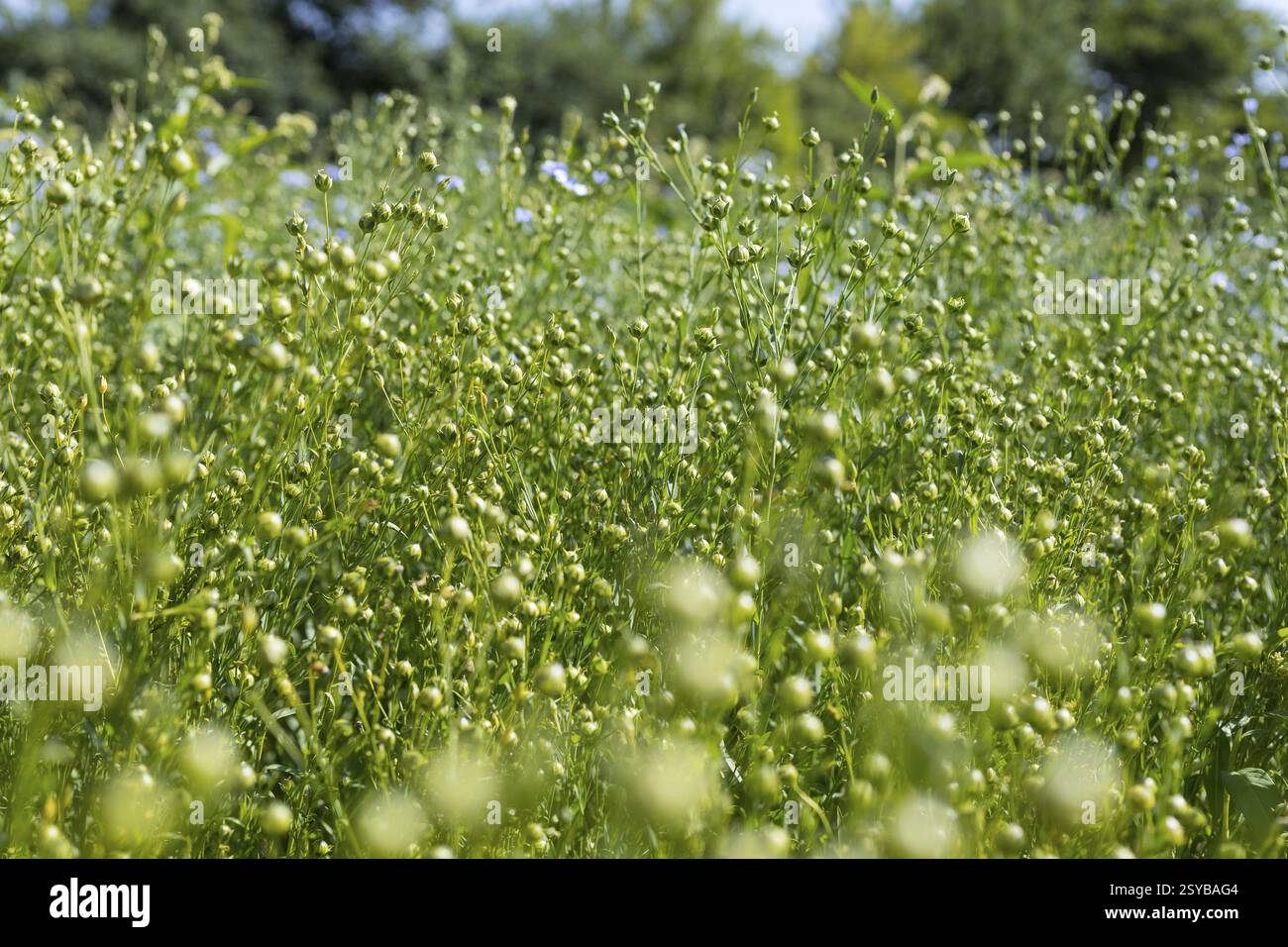 Flax field, buds of flax (Linum) in a field near Hirschstein, Saxony ...