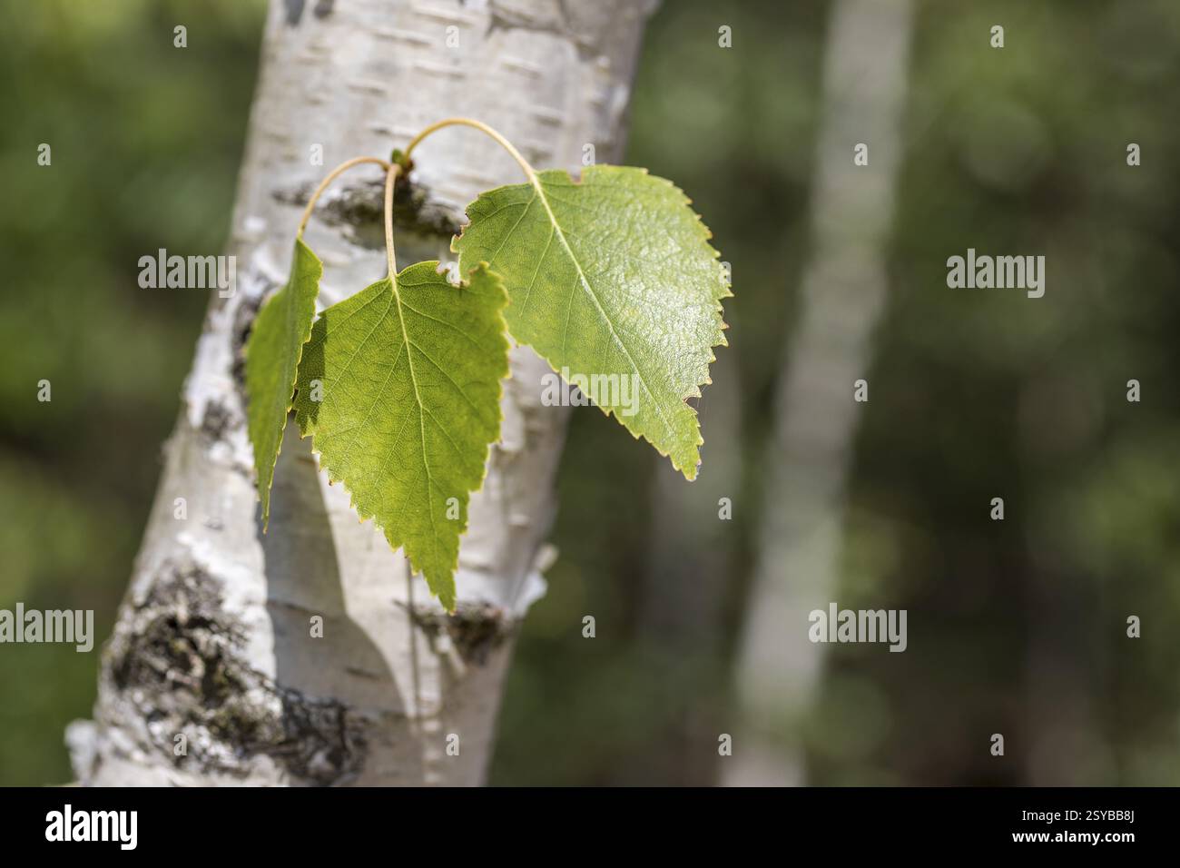 Leaves on the trunk of a birch tree (Betula), Germany, Europe Stock Photo