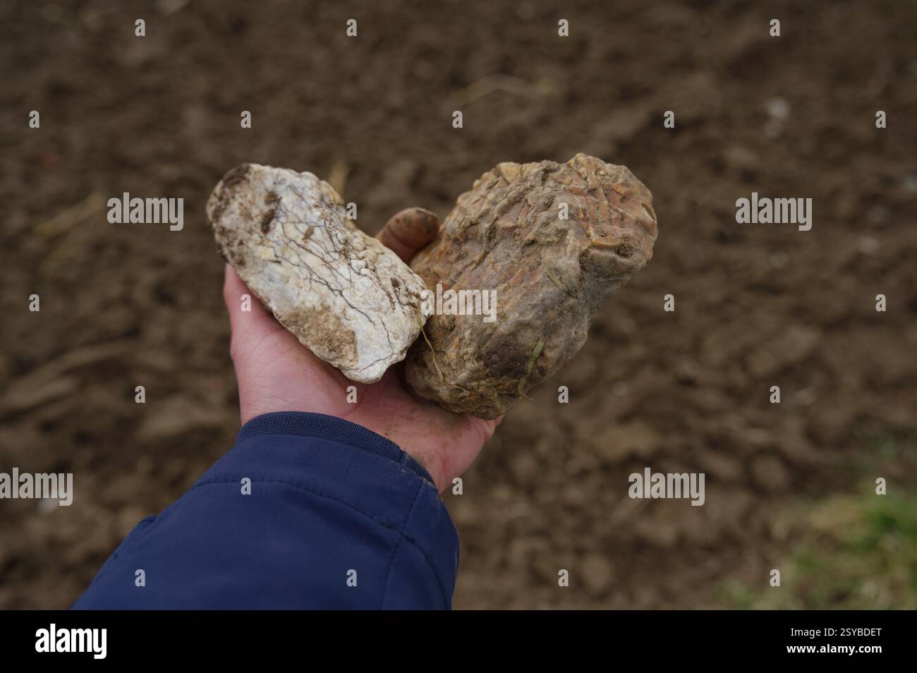 Hohenlohe flints, flint, rose garden, Heohenlohe, stone, fire making, geology, semi-precious stone, Germany, Europe Stock Photo