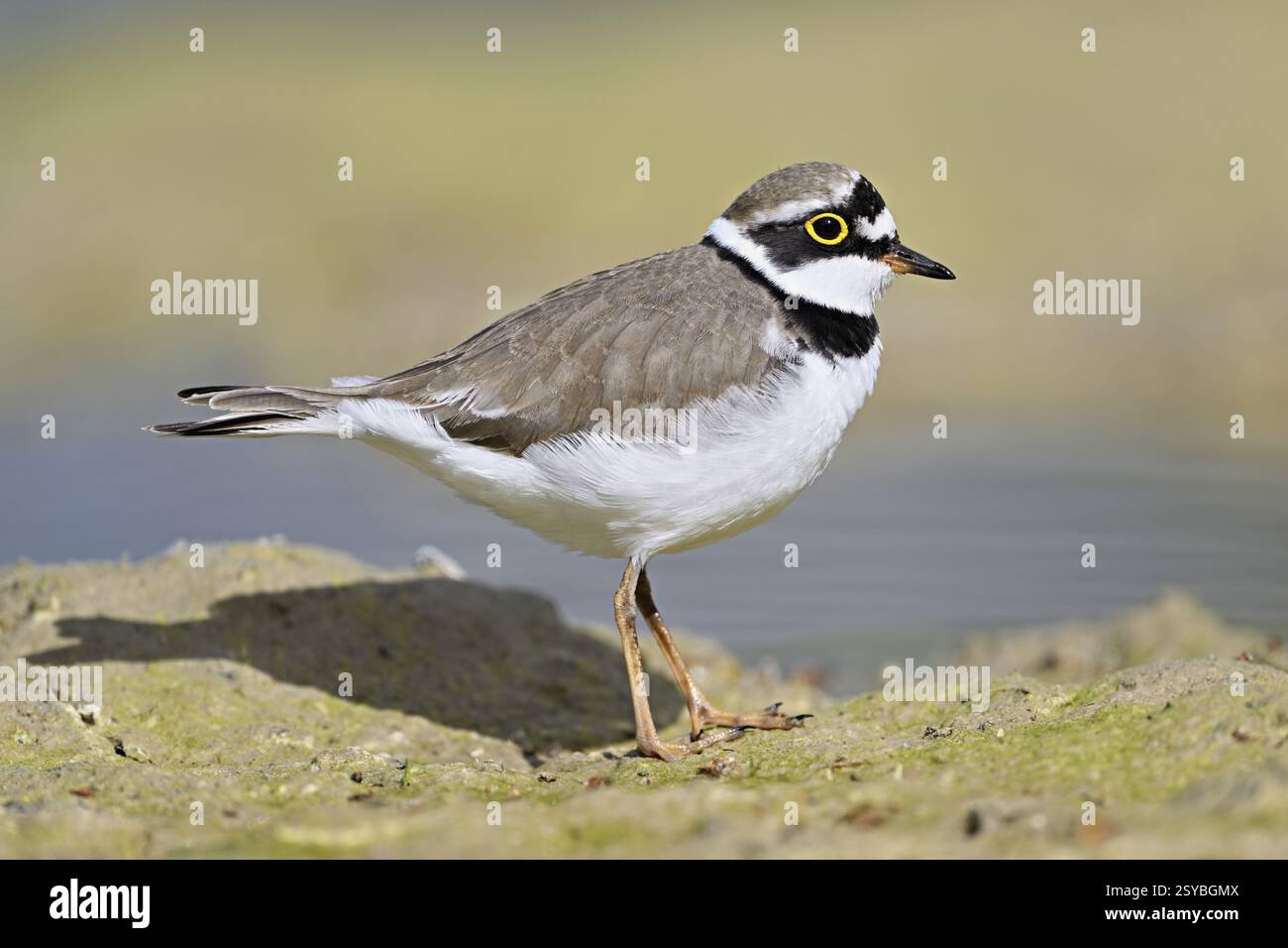 Little Ringed Plover (Charadrius dubius), standing in silt, Aue nature reserve, Reussegg, Sins, Canton Aargau, Switzerland, Europe Stock Photo