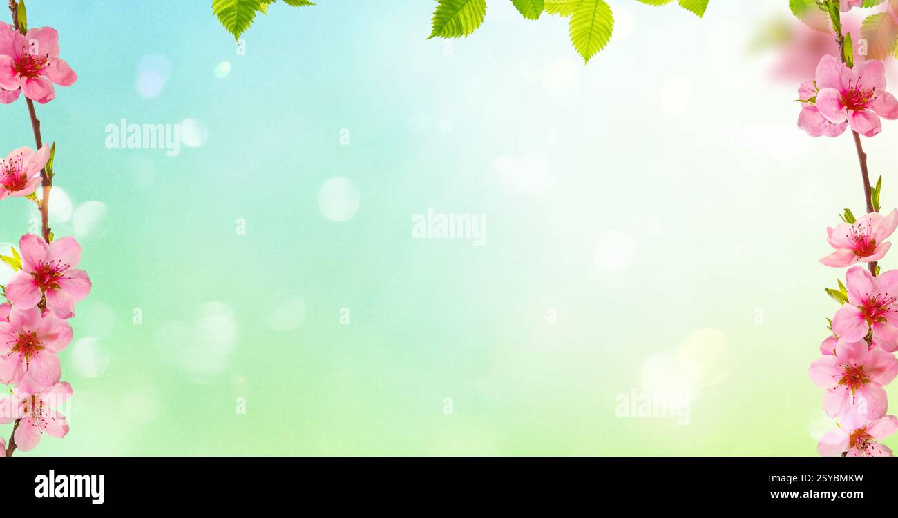 Spring background with pink cherry blossoms branches Stock Photo - Alamy