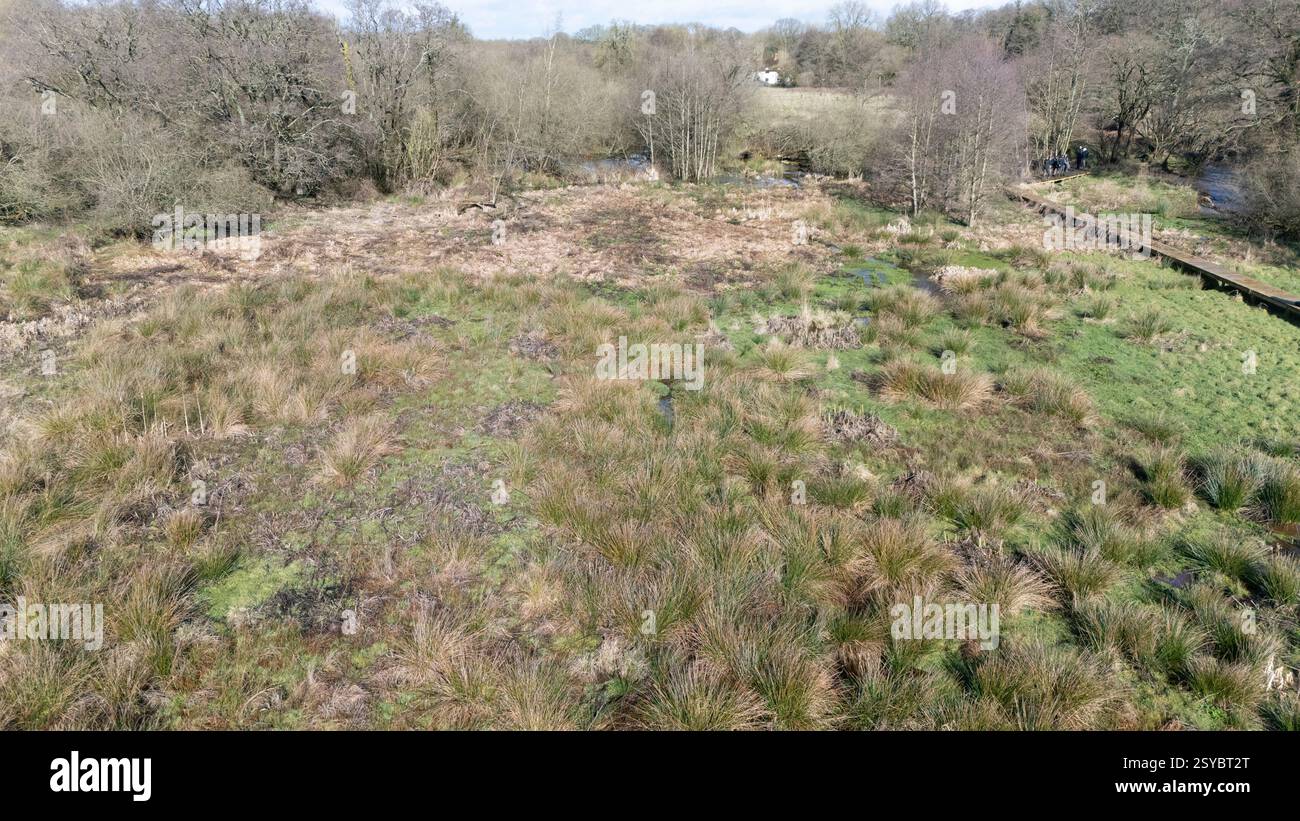 A general view of the beaver wetlands area near Cullompton, Devon. The Government is giving the green light to wild releases of beavers in England, in a 'critical milestone' for efforts to restore nature. Picture date: Monday February 24, 2025. Stock Photo