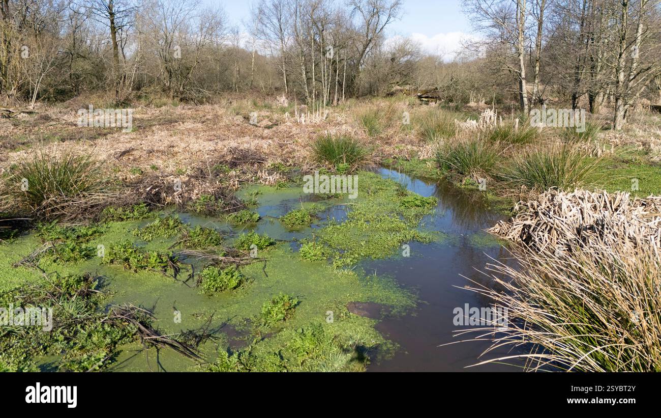 A general view of the beaver wetlands area near Cullompton, Devon. The Government is giving the green light to wild releases of beavers in England, in a 'critical milestone' for efforts to restore nature. Picture date: Monday February 24, 2025. Stock Photo