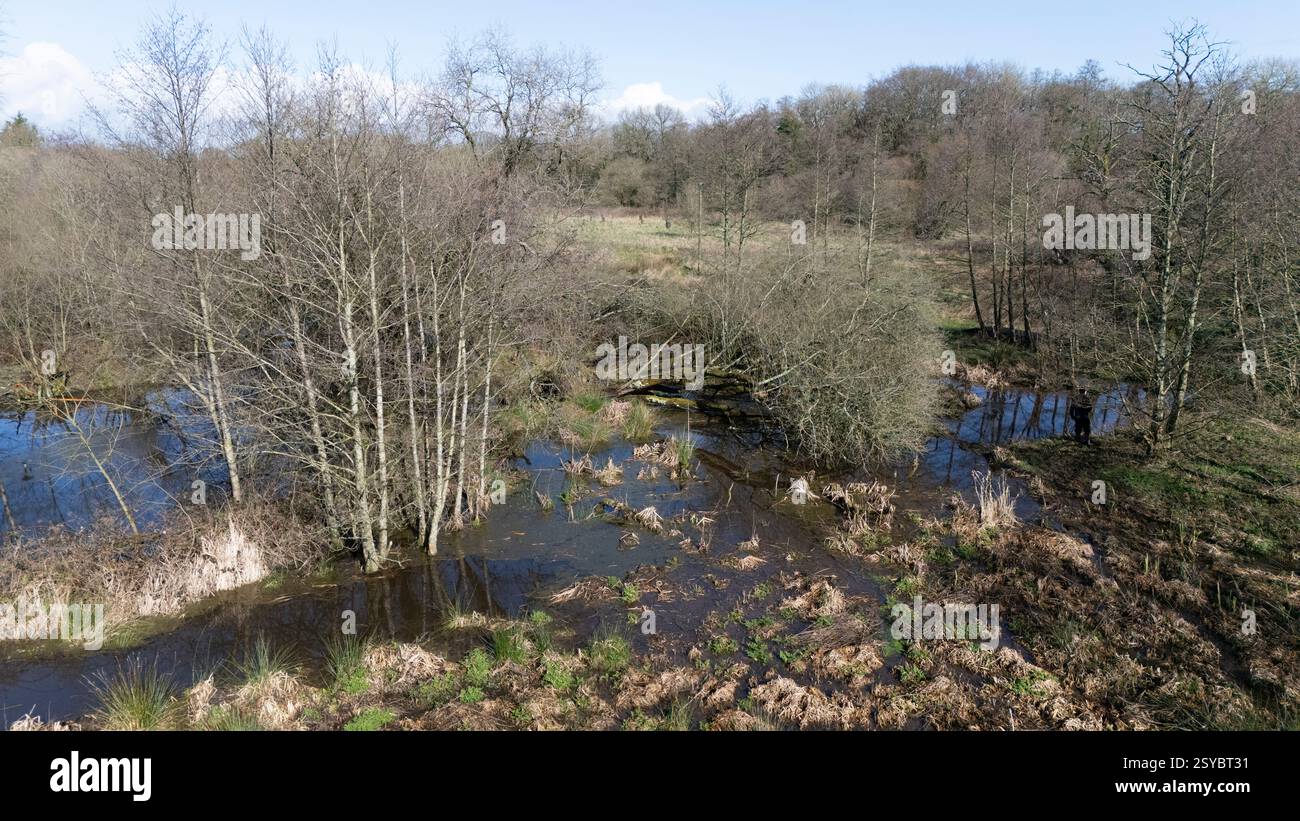 A general view of the beaver wetlands area near Cullompton, Devon. The Government is giving the green light to wild releases of beavers in England, in a 'critical milestone' for efforts to restore nature. Picture date: Monday February 24, 2025. Stock Photo