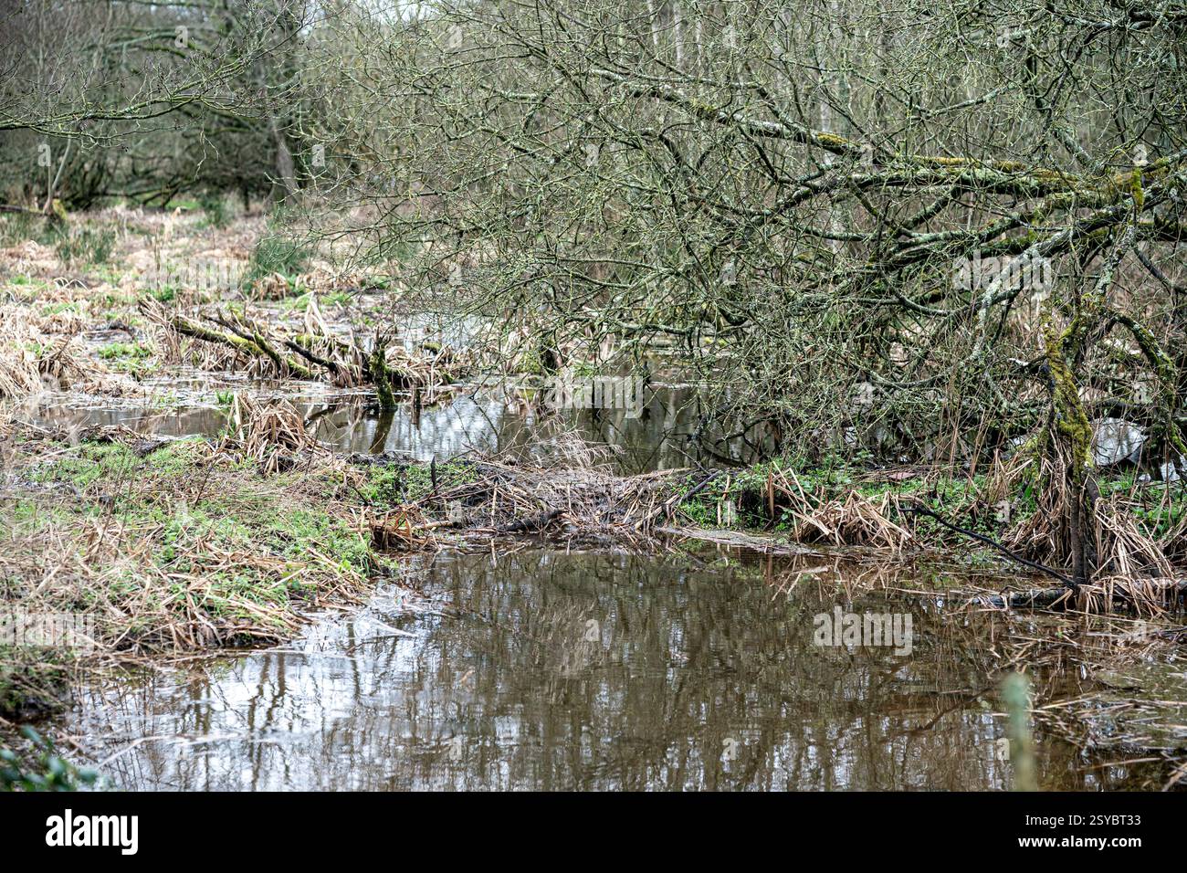 A view of a beaver made dam at the wetlands area near Cullompton, Devon. The Government is giving the green light to wild releases of beavers in England, in a 'critical milestone' for efforts to restore nature. Picture date: Monday February 24, 2025. Stock Photo