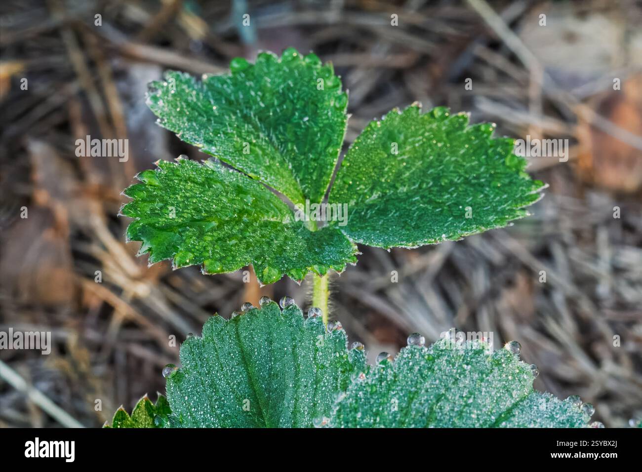 Strawberry bush and green leaves with water drops growing on a garden ...