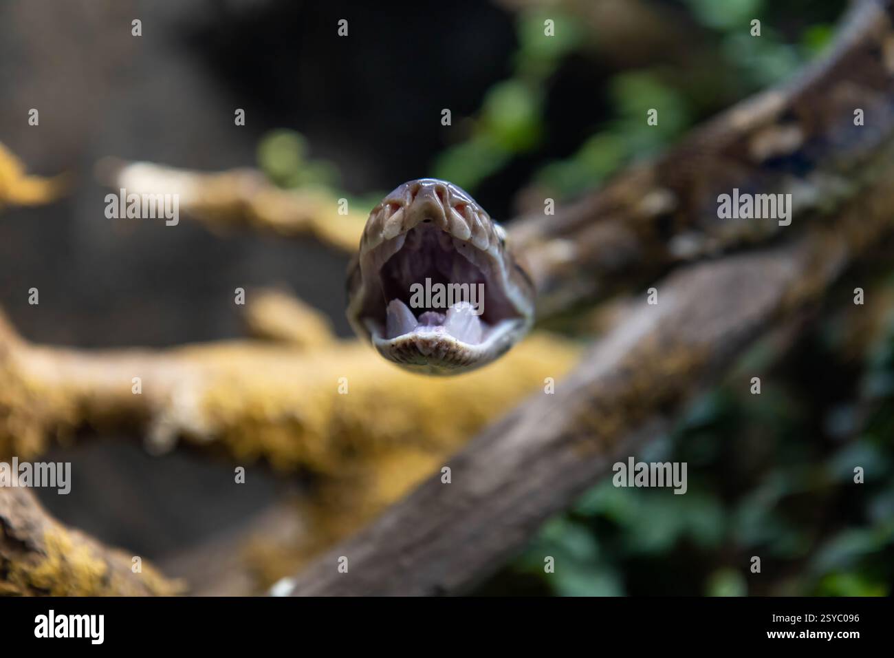 Reticulated python (Malayopython reticulatus) snake sometimes known as ...