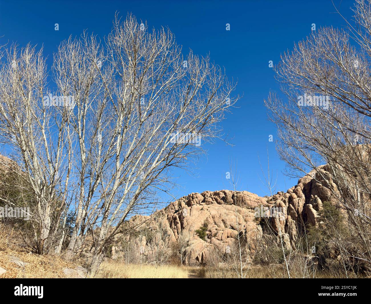 Leafless trees with rugged rock formations under a clear blue sky Stock Photo