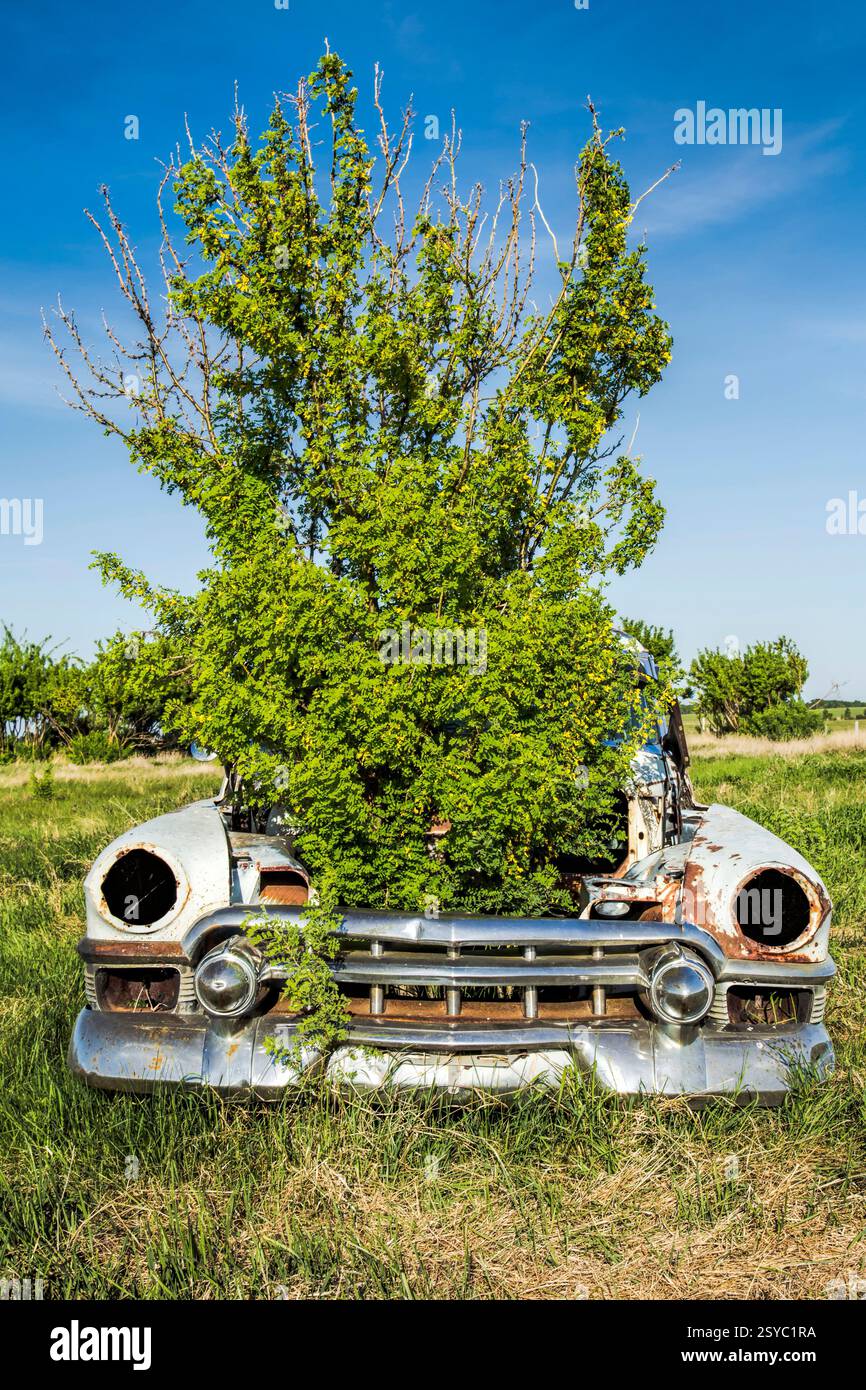 Plants growing out of a car hi-res stock photography and images - Alamy
