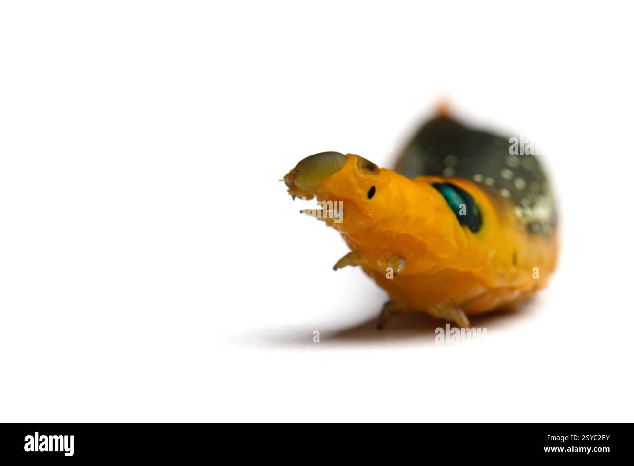 Caterpillar changing into pupa hi-res stock photography and images - Alamy