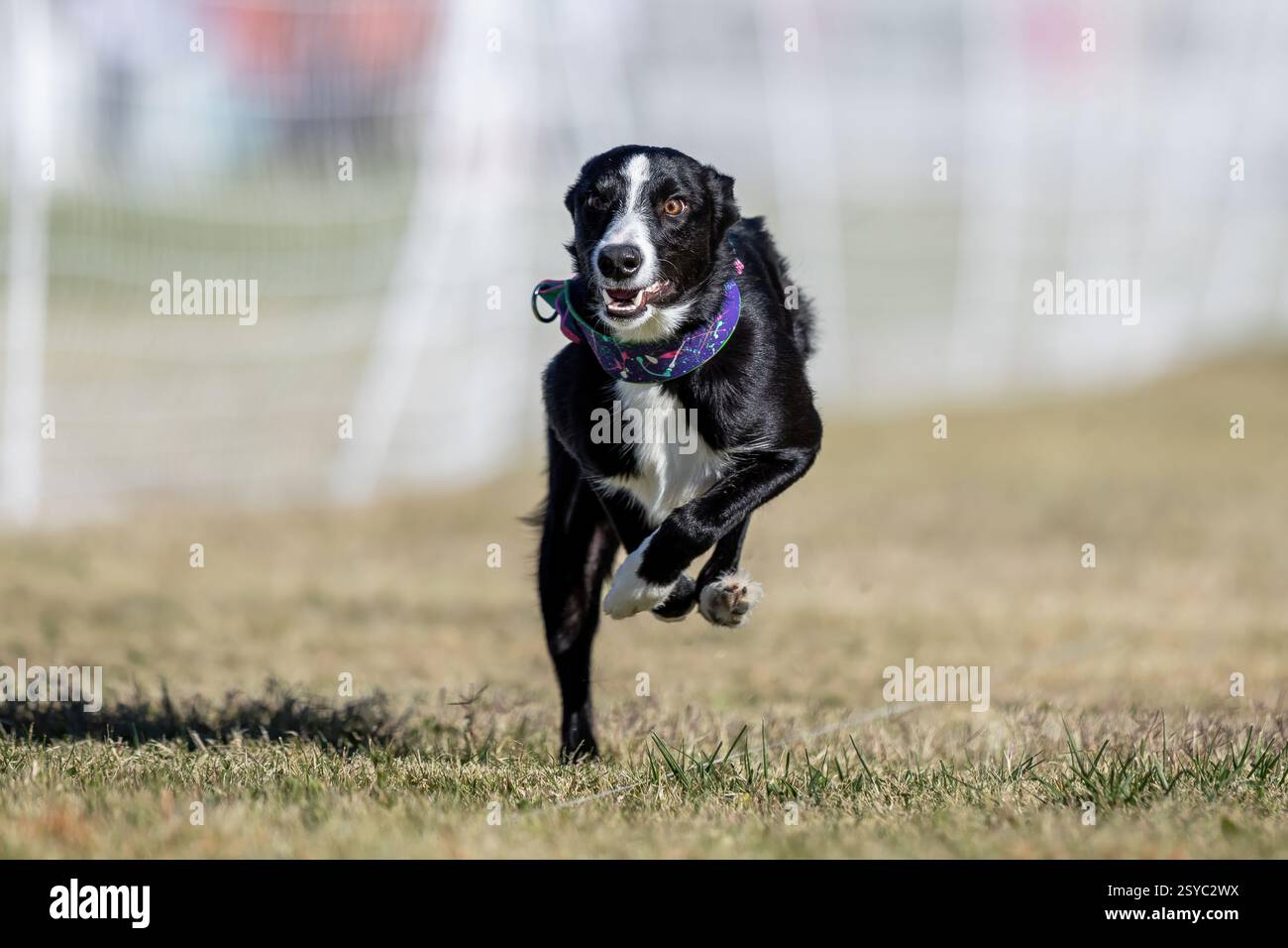 Border collie herding hi-res stock photography and images - Alamy