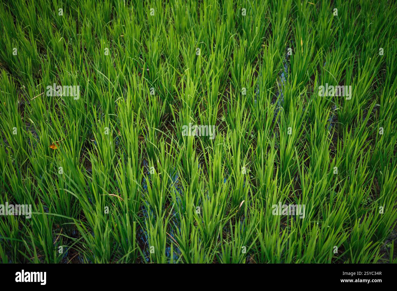 Green Rice Pod Lush green tegalalang rice terraces hi-res stock photography and images ...