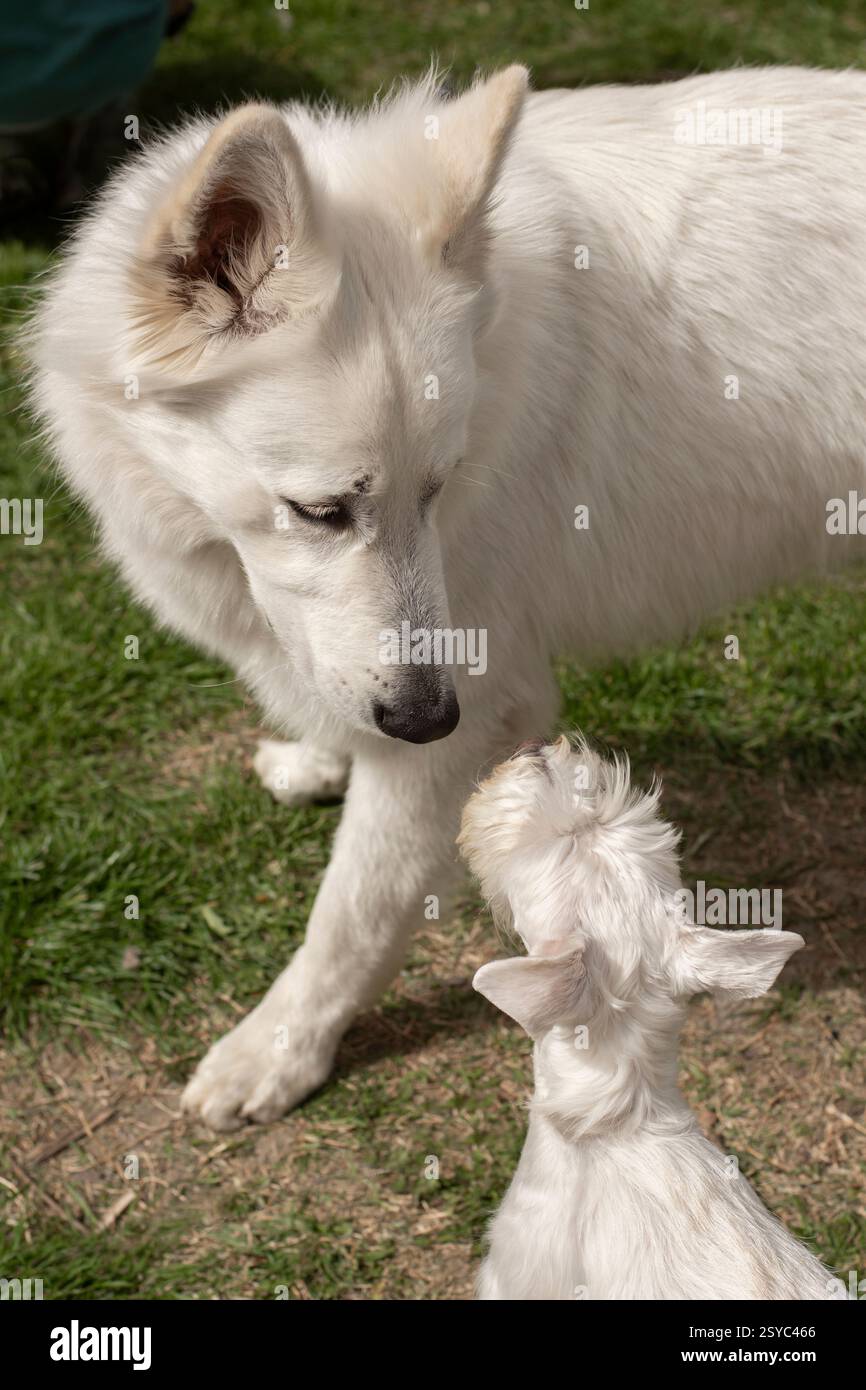Two white dogs playing outside, miniature schnauzer and swiss shepherd Stock Photo