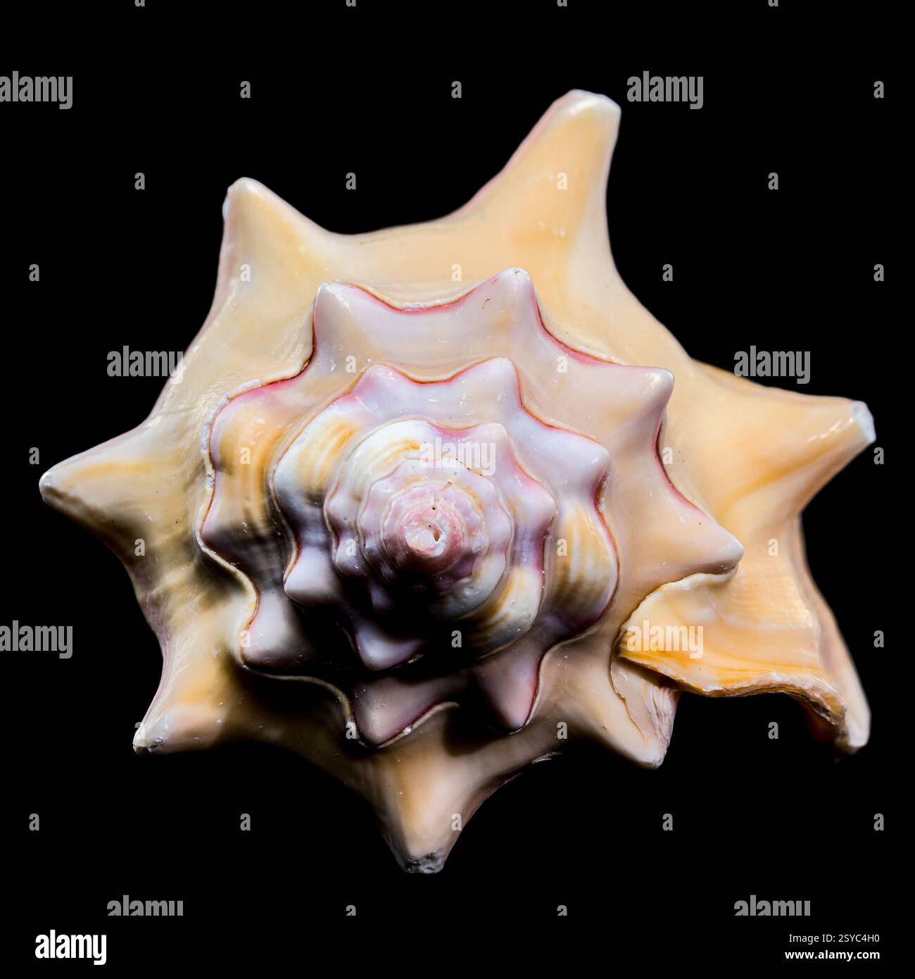 Bursa Bufonia Seashell on Black Background Stock Photo