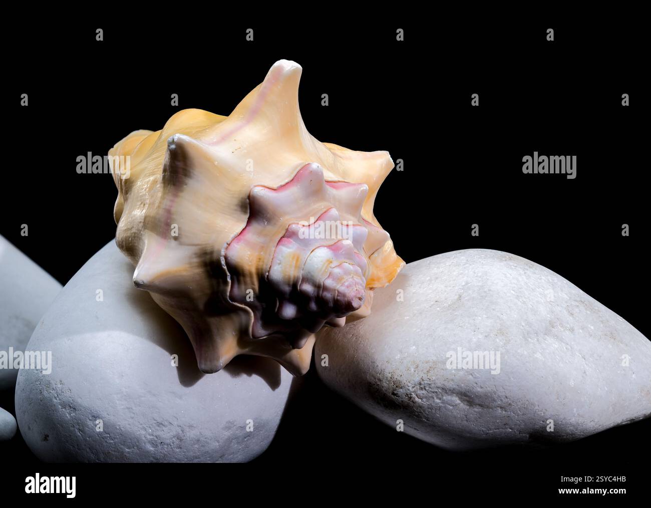 Beautiful Bursa Bufonia Seashell on Black Background Stock Photo